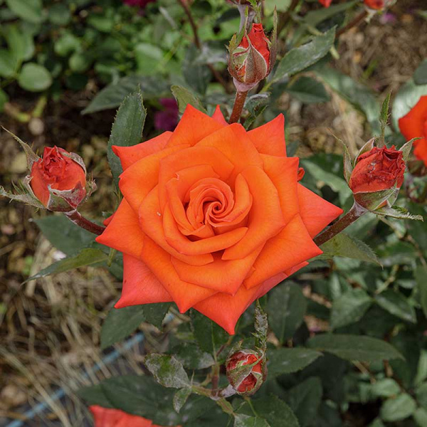 Роза чайно-гибридная Вау Садовита