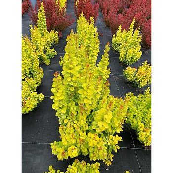 Барбарис Тунберга Неон Голд P9