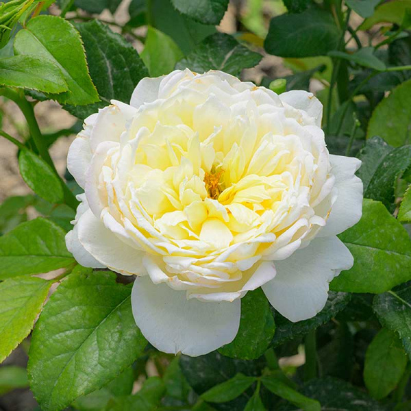 Роза Плетистая Уайт Даймонд Садовита