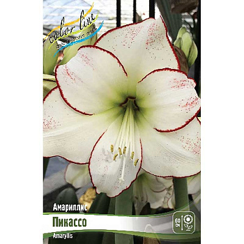 Амариллис Пикассо 22/24 1 шт 