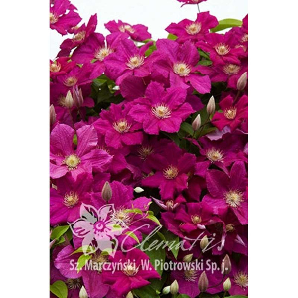 Клематис Эрнест Маркхем P9 шт