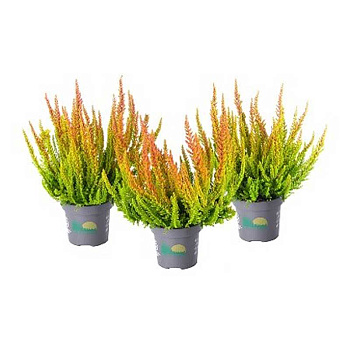 8788 Вереск Обыкновенный Сан Диего P12 конт. шт