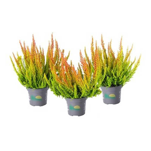 8788 Вереск Обыкновенный Сан Диего P12 конт. шт