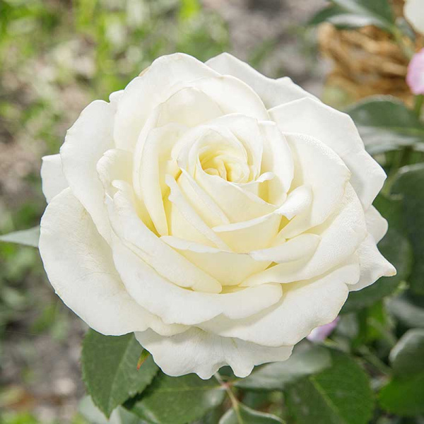 Роза чайно-гибридная Боинг Садовита