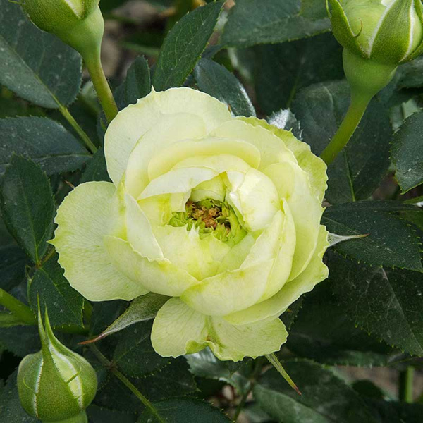 Роза спрей Принцесса Мидори Садовита