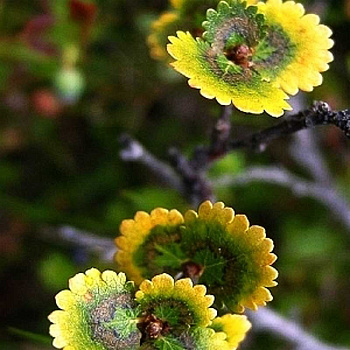 Берёза Карликовая Голден Дрим P9