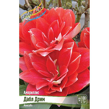 Амариллис Дабл Дрим 22/24 1 шт 