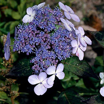 Гортензия Пильчатая Блю Берд P9 Садовита