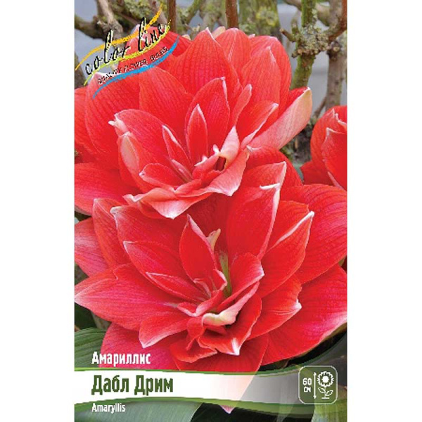 Амариллис Дабл Дрим 22/24 1 шт 