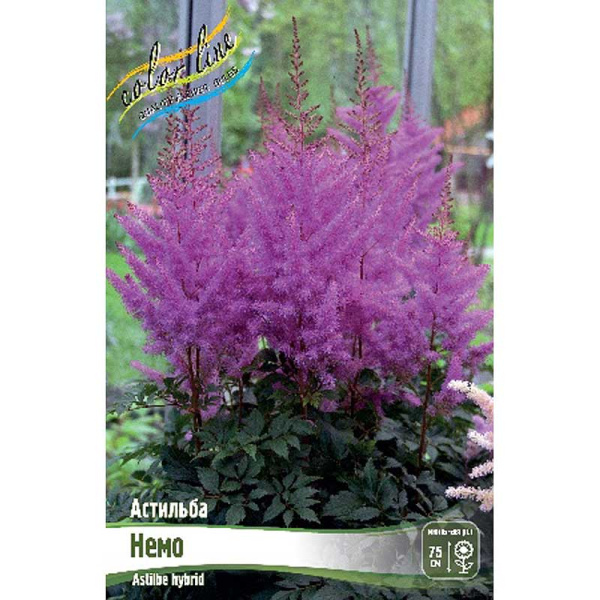 Астильба Немо 2/3 n 1 шт