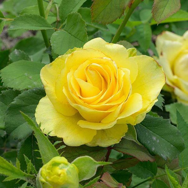 Роза Чайно-гибридная Соуза Садовита