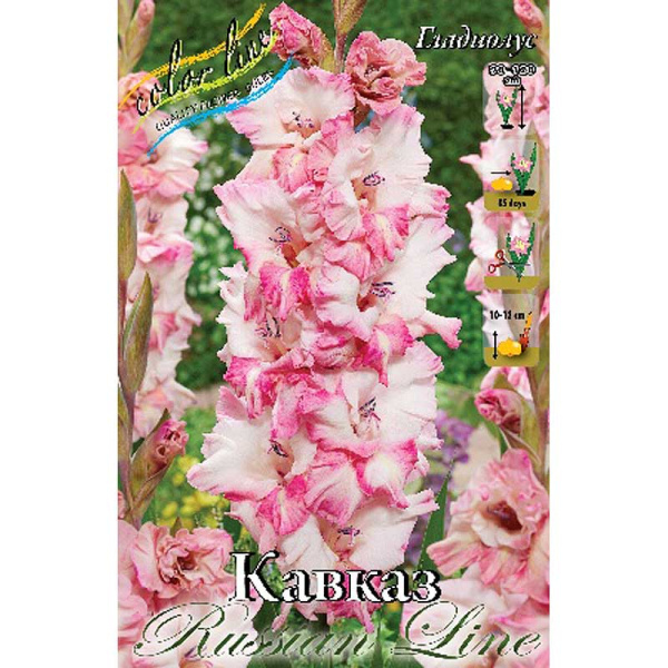 Гладиолус Кавказ 12/14 100 шт Шоу-Бокс 8780 