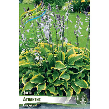 Хоста Атлантис 1 n 1 шт