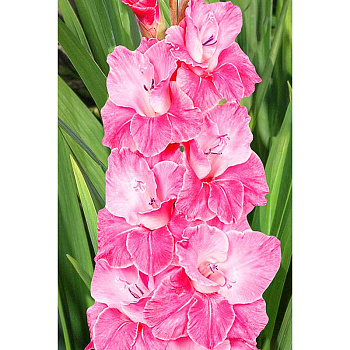 Гладиолус Пинк Эвент 12/14 100 шт Садовита Шоу-Бокс 13801 