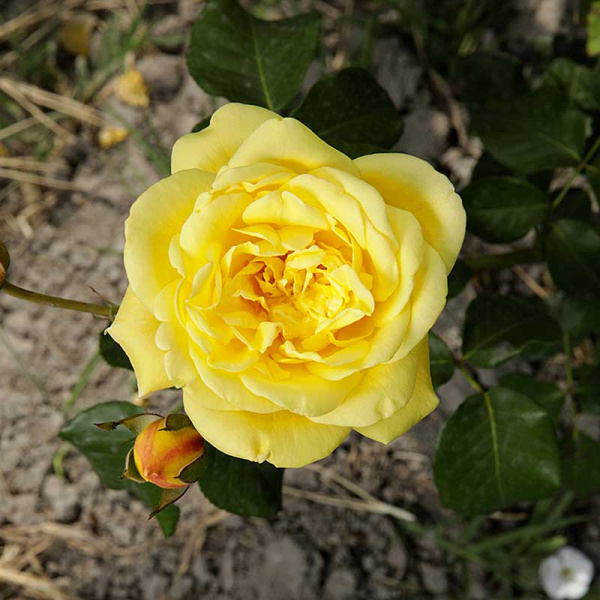 Роза шраб (английская) Грэхем Томас Садовита