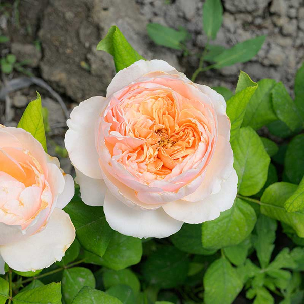 Роза Чайно-гибридная Салманасар Садовита