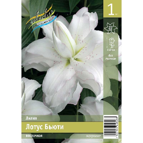 Лилия Лотус Бьюти 12/14 1 Эконом шт 