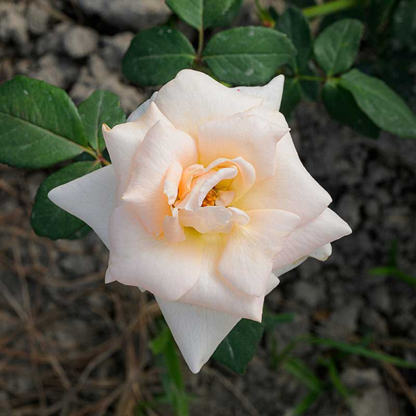 Роза чайно-гибридная Осиана Садовита