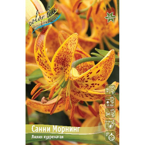 Лилия Санни Морнинг 14/16 2 шт 