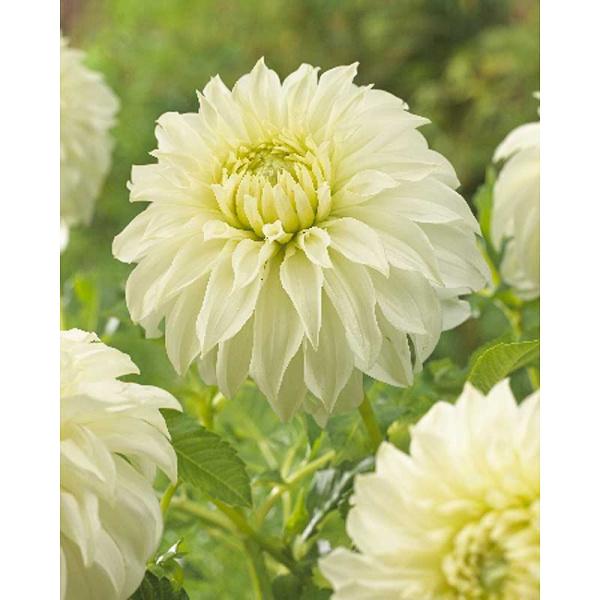 Георгина Луи Меггос I 1 шт 