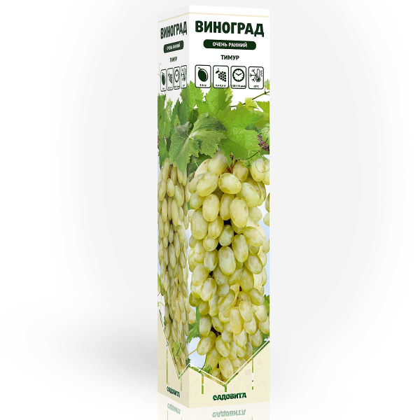 Виноград Тимур очень ранний Садовита