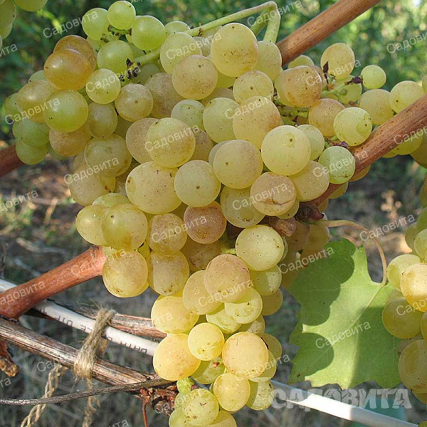 Виноград Белое пламя сверхранний Садовита