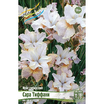 Ирис Сибирский Сара Тиффани I 1 шт