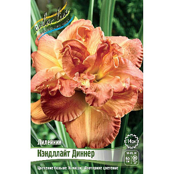 Лилейник Кэндллайт Диннер I 1 шт 