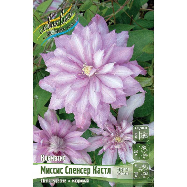 Клематис Миссис Спенсер Кастл I 25 шт Биг-пак 754 