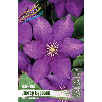 Клематис Лютер Бурбанк I 25 шт Биг-пак 6791 