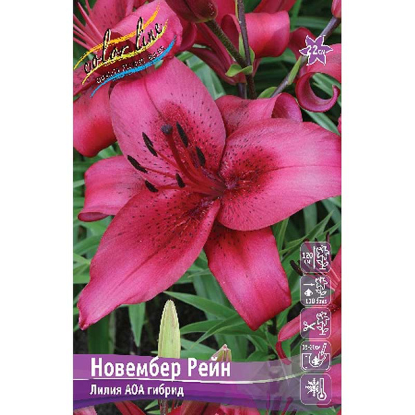 Лилия Новембер Рейн 12/14 25 шт Биг-пак 10318
