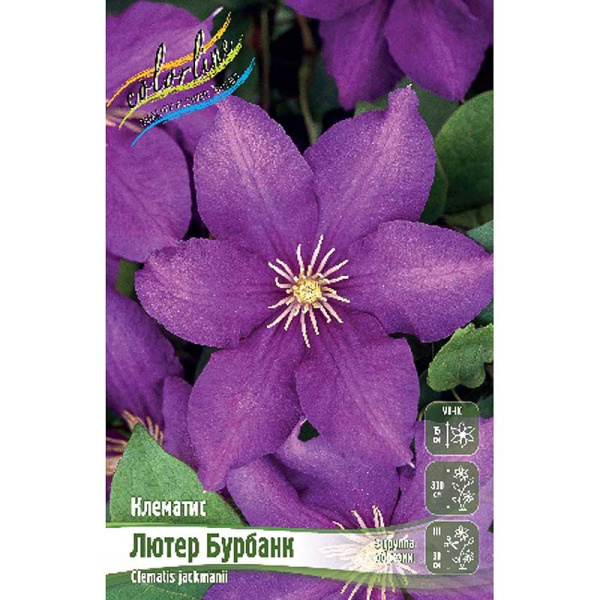 Клематис Лютер Бурбанк I 25 шт Биг-пак 6791 