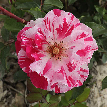 Роза флорибунда Кэнди Ковер Садовита