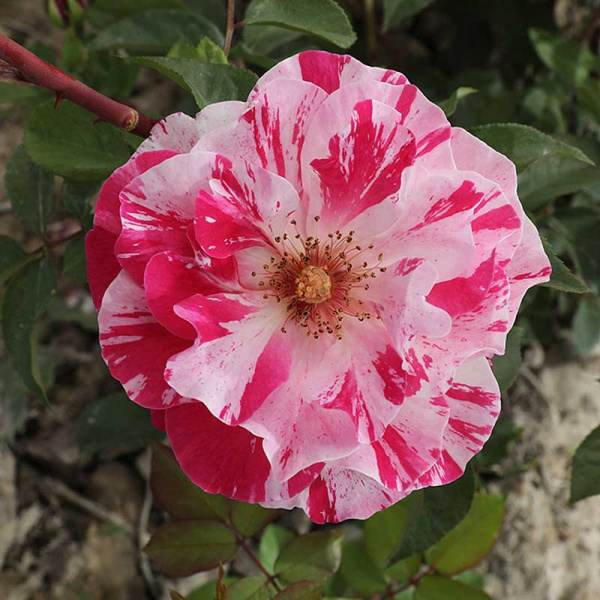 Роза флорибунда Кэнди Ковер Садовита