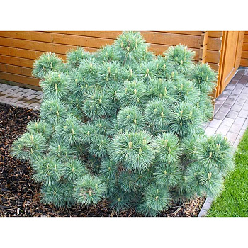 Сосна Веймутовая Радиата C10 40-50cm