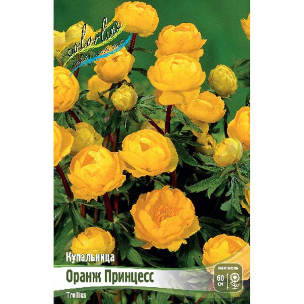 9690 Биг-Пак Купальница Оранж Принцесс I 25 шт