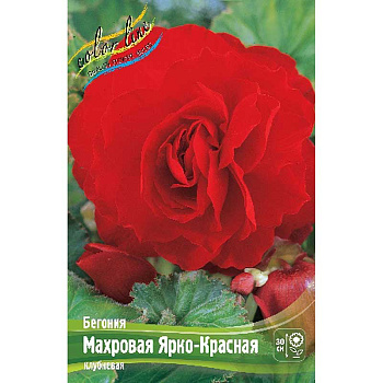 Бегония Махровая Ярко-Красная 5/6 3 шт 