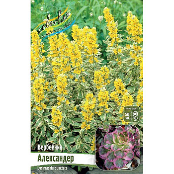 Вербейник Александер I 1 шт 