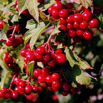 Калина Эликсир Садовита