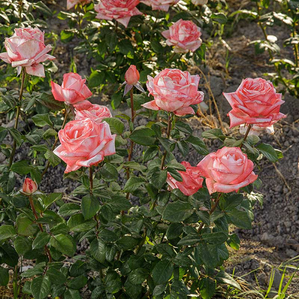 Роза чайно-гибридная Ноблесс Садовита