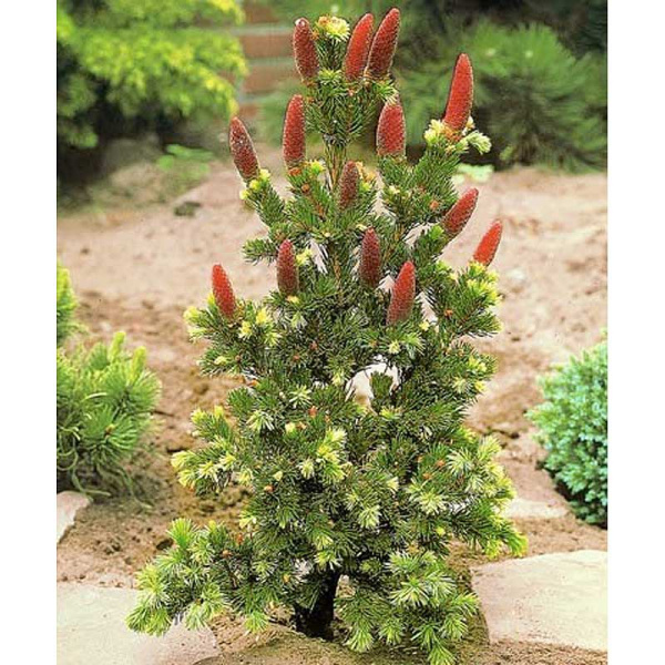 Ель Колючая Лаки Страйк C1.5