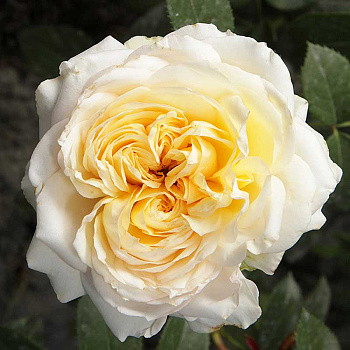 Роза чайно-гибридная Май Герл Садовита