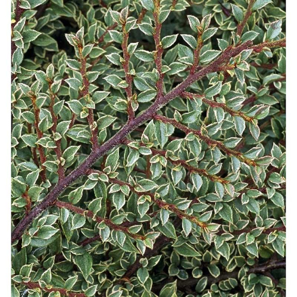 Кизильник Горизонтальный Вариегатус P9