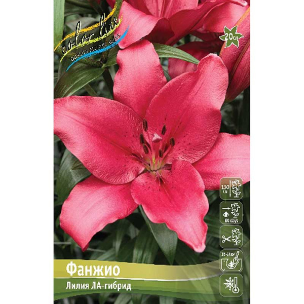 Лилия Фанжио 12/14 25 шт Биг-пак 10248 