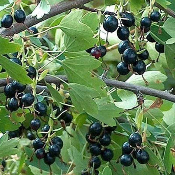 Смородина золотистая Кишмишная Садовита