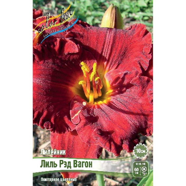 Лилейник Лиль Рэд Вагон I 1 шт 