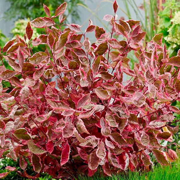 Дёрен Белый Миракл P9 Садовита