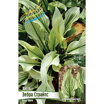 Хоста Зебра Страйпс 1 n 1 шт