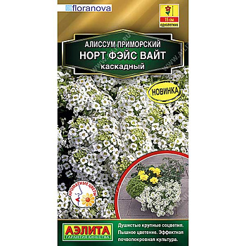 Алиссум Норт фэйс вай Аэлита Ц 