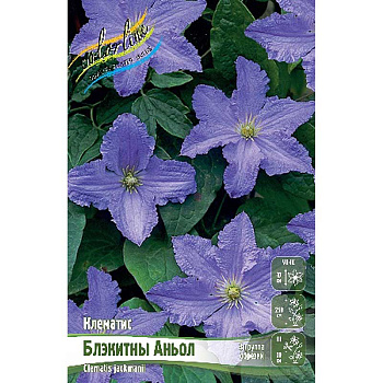 Клематис Блэкитны Аньол I 2 шт